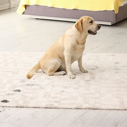 AreaRugDirtDebris Area rug care | Battle Creek Tile & Mosaic